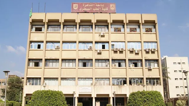 بدون مضادات حيوية.. "بيطري القاهرة" تبدأ بيع دواجن التسمين الإثنين 1 2021 6 5 19 22 41 467