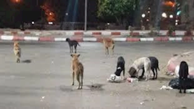الزراعة توضح آلية التعامل مع كلاب الشوارع 1 2023 5 27 13 59 27 608