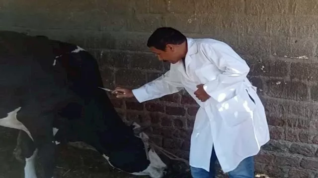 تحصين 114% من الماشية وخدمات متكاملة للحيوانات الأليفة بالإسماعيلية 1 2025 11 29 11 32 7 916