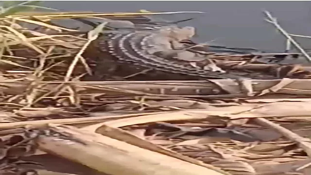 2025 12 4 12 16 1 330