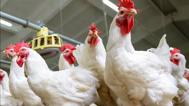 2025 6 25 10 14 45 391 13