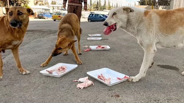 نقيب البيطريين يكشف لأول مرة أعداد الكلاب الضالة في مصر 1 2025 9 30 19 42 49 341